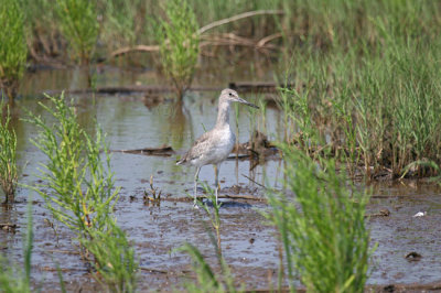 Eastern Willet 4708EWC.jpg
