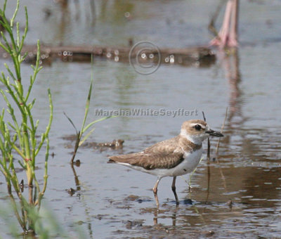 Wilson's Plover 4713EWC.jpg