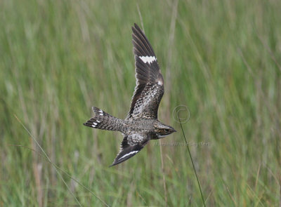 Common Nighthawk on the Wing 4723EWC.jpg