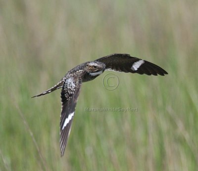 Common Nighthawk On the Wing 4726EWC.jpg