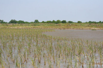 Wetlands Restoration 4728EWC.jpg