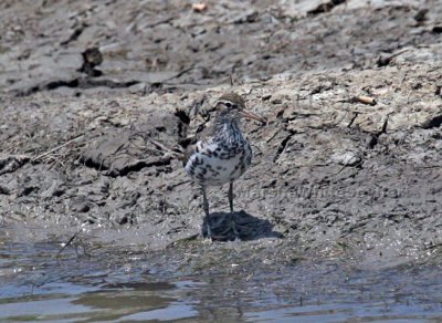 Spotted Sandpiper 4758EWC.jpg