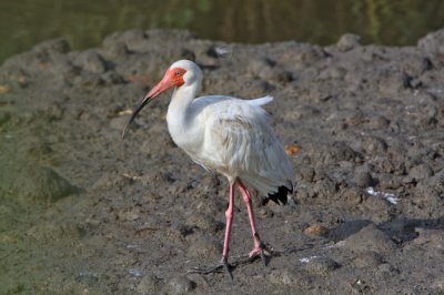 White Ibis 5751EWC.jpg