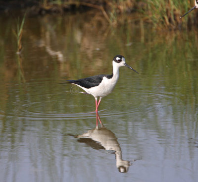Black-necked Stilt 5818EWC.jpg