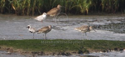 Black-bellied Plover5829EWC.jpg