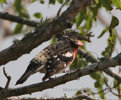Rose-breasted Grosbeak5833EWC.jpg