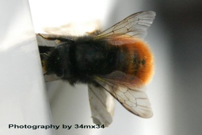26 bee