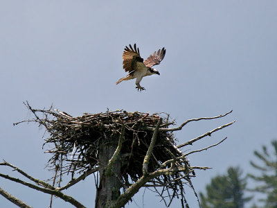 IMG_5730 Osprey.jpg