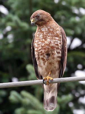 IMG_8799 Broad-winged Hawk.jpg