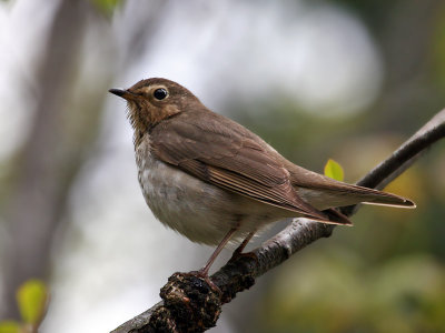 IMG_3924 Swainsons Thrush.jpg