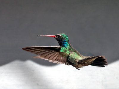 IMG_9623 Broad-billed Hummingbird.jpg