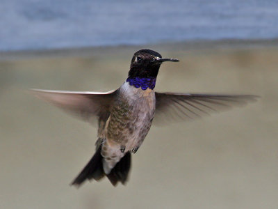 IMG_8118 Black-chinned Hummingbird.jpg