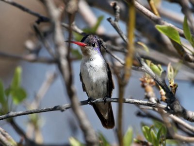 IMG_8242 Violet-crowned Hummingbird.jpg