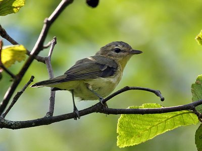 IMG_8321 Vireo.jpg