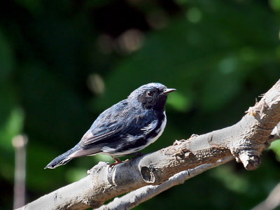 IMG_0133 Black-throated Blue.jpg