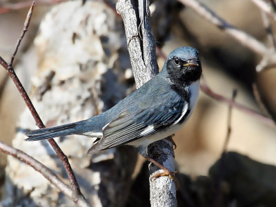 IMG_0145 Black-throated Blue Warbler.jpg