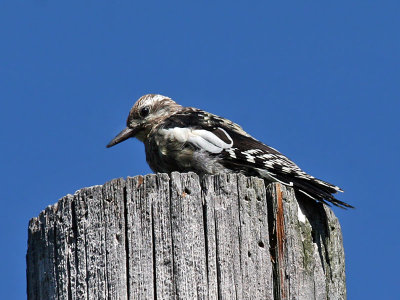 IMG_0505 Yellow-bellied Sapsucker.jpg