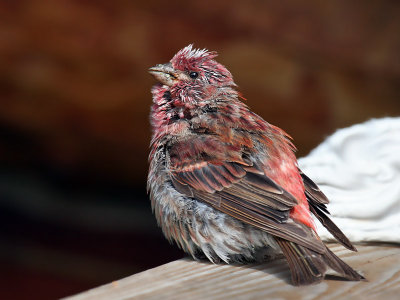 IMG_0379 Purple Finch.jpg