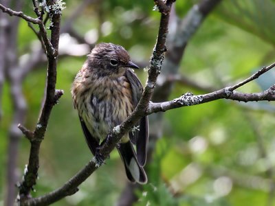 IMG_9257 Yellow-rumped warbler.jpg