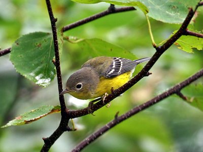 IMG_8430 Magnolia Warbler.jpg