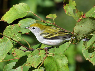 IMG_9768 Chestnut-sided Warbler.jpg