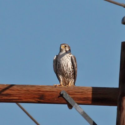 IMG_8061a Prairie Falcon.jpg
