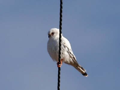 IMG_0025 Leucistic Kestrel.jpg