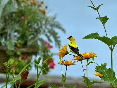 IMG_9486 American Goldfinch.jpg