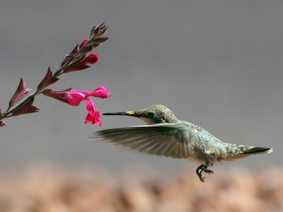 IMG_1791 Black-chinned Hummingbird .jpg