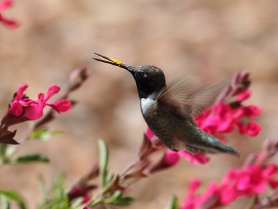 IMG_1869 Black-chinned Hummingbird.jpg