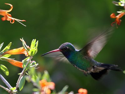 IMG_4637 Broad-billed Hummingbird male.jpg