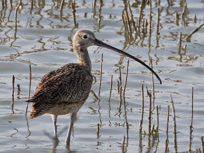 IMG_6402 Long-billed Curlew.jpg