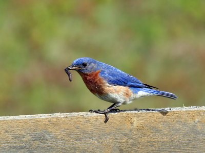 IMG_7610 Eastern Bluebird.jpg