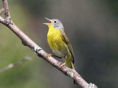 IMG_7894 Nashville Warbler.jpg