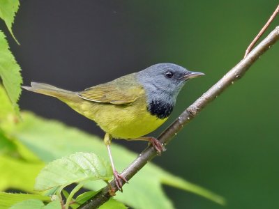 IMG_8601 Mourning Warbler.jpg