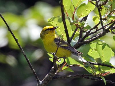 IMG_9332 Blue-winged Warbler.jpg