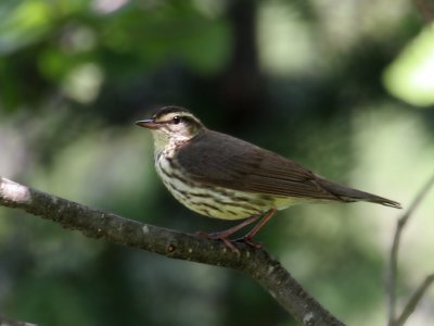 IMG_0237 Northern Waterthrush.jpg