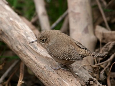 IMG_0325a House Wren.jpg