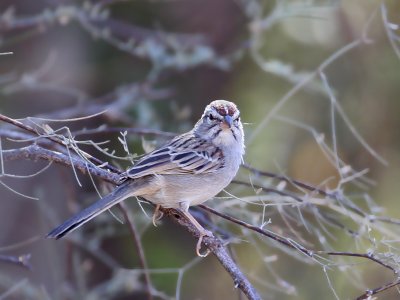IMG_4606a Rufous-winged Sparrow.jpg
