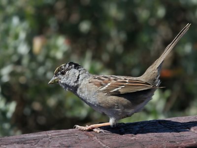 IMG_3378a Golden-crowned Sparrow.jpg