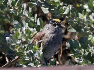 IMG_3371a Golden-crowned Sparrow.jpg