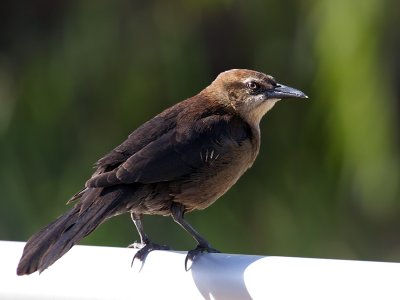 IMG_5817a Great-tailed Grackle.jpg