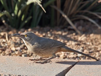 IMG_4547 Curve-billed Thrasher.jpg