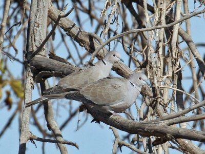 IMG_6499 Eurasian Collared-Dove.jpg