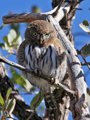 IMG_7058 Northern Pygmy Owl.jpg