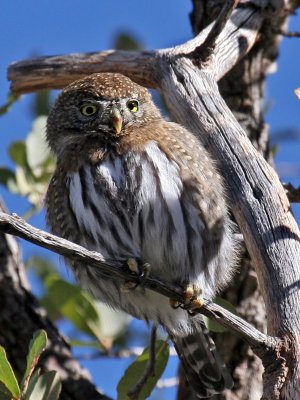 IMG_7070 Northern Pygmy Owl.jpg