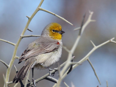 IMG_7880 Verdin.jpg