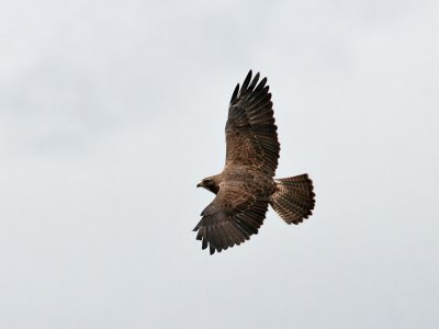 IMG_4496 Swainson's Hawk.jpg