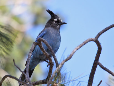 IMG_8409a Steller's Jay.jpg