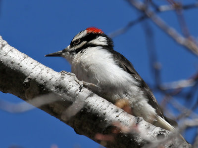 IMG_8361a Hairy Woodpecker.jpg